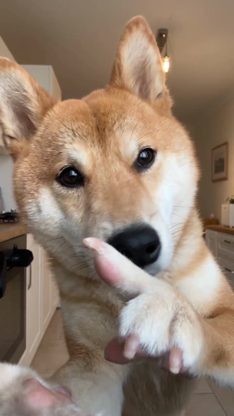 Bad Times AI closing close-up with the dog holding a paw across its muzzle