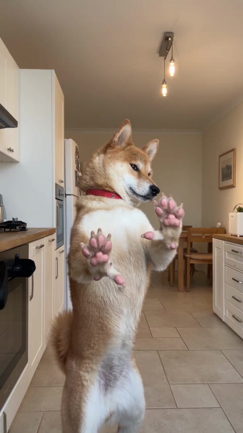 Bad Times AI dog turning sideways with both front paws lifted