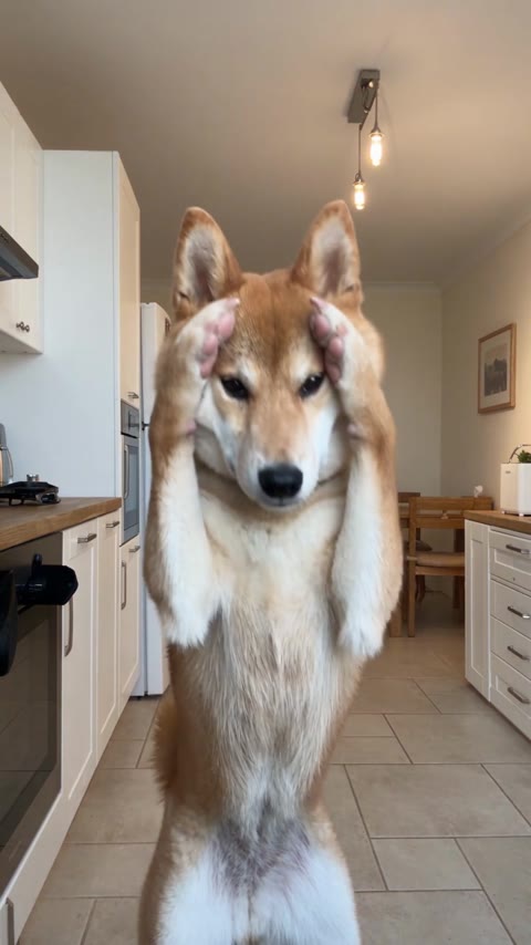 Bad Times AI opening with the dog facing forward on its hind legs in the kitchen
