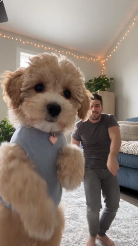 Mi Chico AI Dance closing with the fluffy dog near the camera and its partner behind