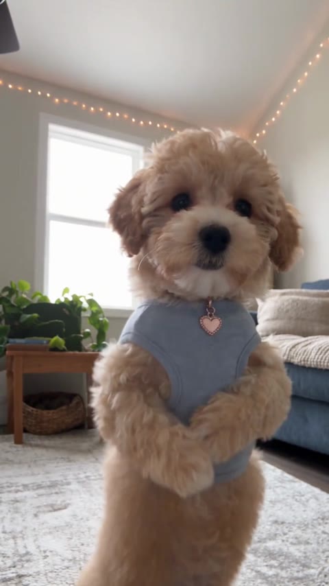 Mi Chico AI Dance opening with the bandana-wearing dog standing before a sofa