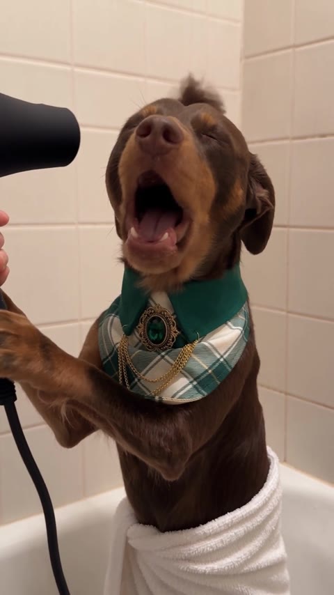 Singing Dog AI close-up with the dog opening its mouth wide beside the dryer