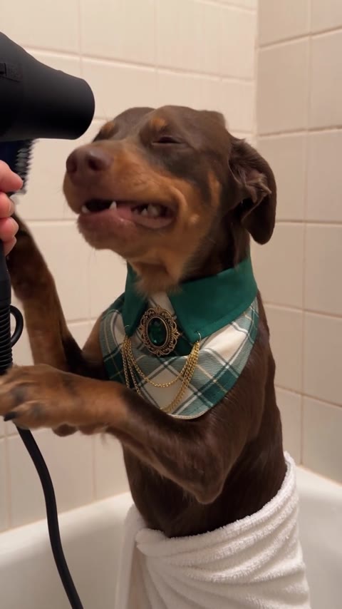 Singing Dog AI dog lifting a paw and turning its head toward the hair dryer