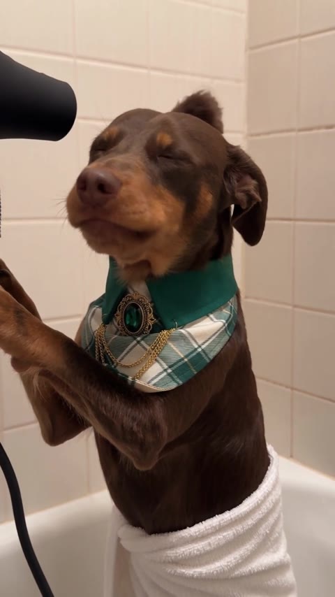 Singing Dog AI opening with the scarf-wearing dog beside a black hair dryer