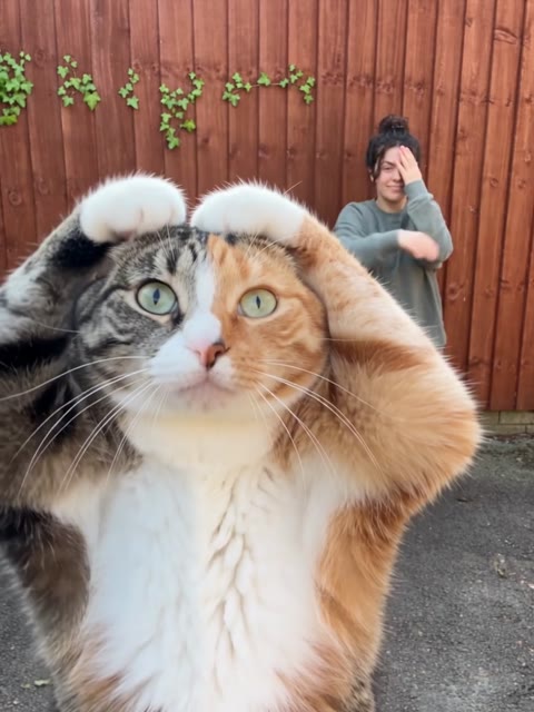 Smalltown Boy AI Dance cat raising both paws beside its head near the camera