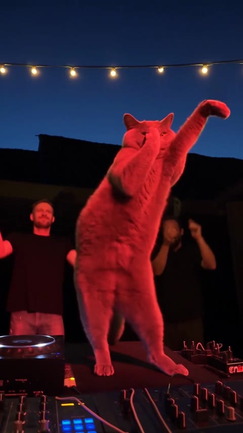 Tecktonik Dance AI closing with the cat leaning sideways and stretching one paw outward