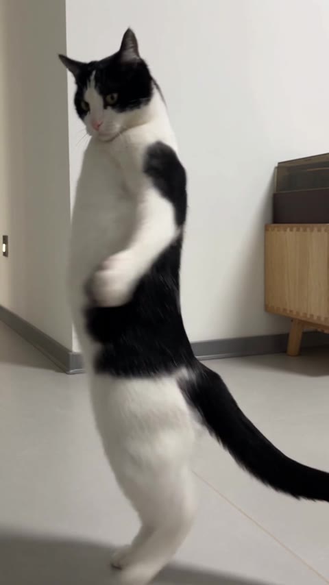 Toc Toc Dance AI closing with the cat's head raised and tail extended behind