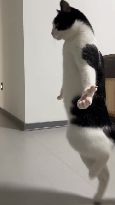 Toc Toc Dance AI middle frame with the cat turning sideways and lifting a paw
