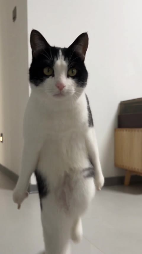 Toc Toc Dance AI opening with the upright cat facing the camera in a room